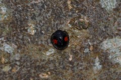 Chilocorus renipustulatus