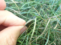 Hiatula nitida