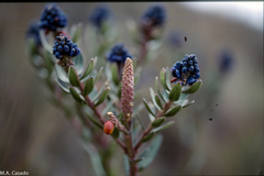 Monnina salicifolia