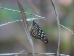Ideopsis vulgaris