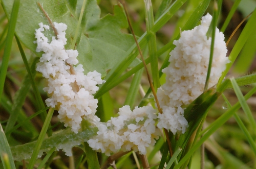 Schaumpilz