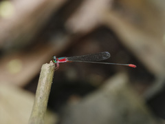 Teinobasis ruficollis