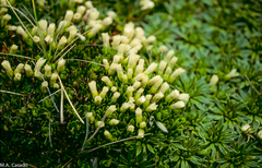 Baccharis caespitosa