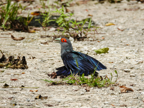 Chestnut-bellied Malkoha (Phaenicophaeus sumatranus), photo 4