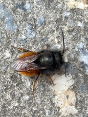 Osmia cornuta