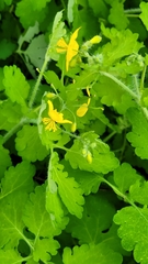 Chelidonium majus