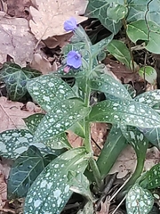 Pulmonaria