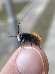 Osmia cornuta