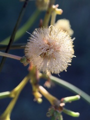Acacia stenophylla