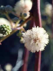 Acacia stenophylla