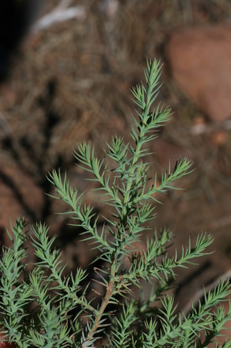 Guadalupe cypress