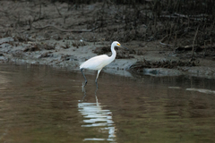 Egretta garzetta nigripes