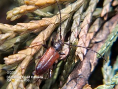 Callidiellum rufipenne