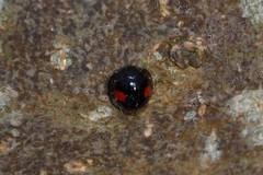 Chilocorus renipustulatus