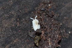 Platyarthrus hoffmannseggii