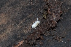 Platyarthrus hoffmannseggii