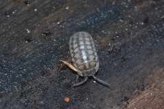 Armadillidium nasatum