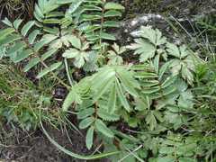 Sanguisorba dodecandra