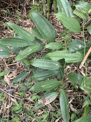 Smilax lanceifolia
