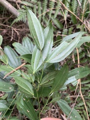 Smilax lanceifolia