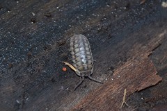 Armadillidium nasatum