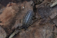 Armadillidium nasatum