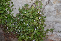 Cymbalaria muralis
