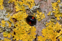 Chilocorus renipustulatus