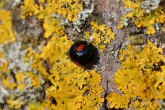 Chilocorus renipustulatus