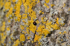 Chilocorus renipustulatus