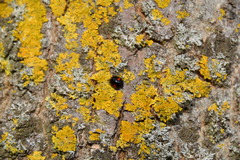 Chilocorus renipustulatus