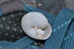 Fruticicola fruticum