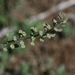 Lepidium oblongum insulare - Photo (c) jrebman, some rights reserved (CC BY-NC), uploaded by jrebman