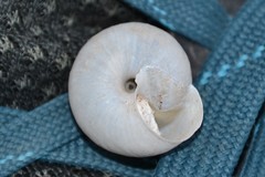 Fruticicola fruticum