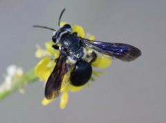 Andrena agilissima