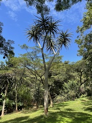 Aloidendron barberae