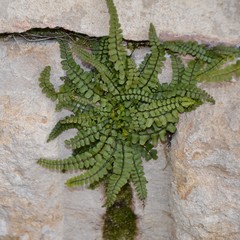 Asplenium trichomanes
