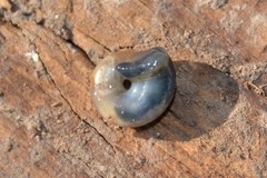 Oxychilus draparnaudi