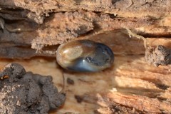 Oxychilus draparnaudi