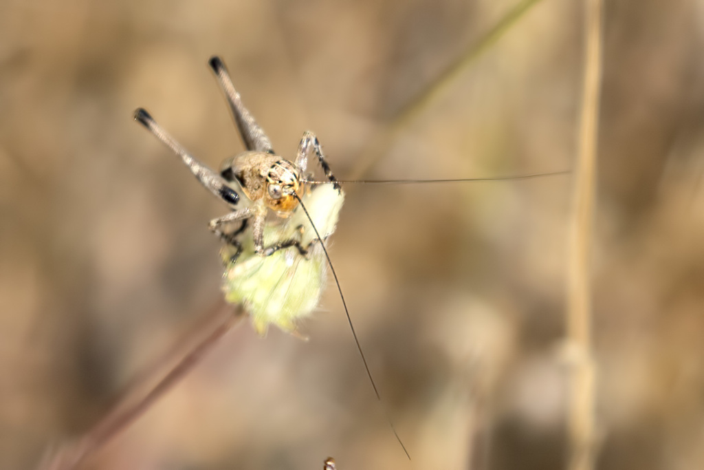 Bucephaloptera
