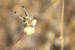 Bucephaloptera bucephala