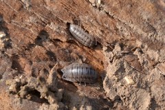 Armadillidium nasatum