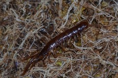 Lithobius