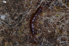 Lithobius