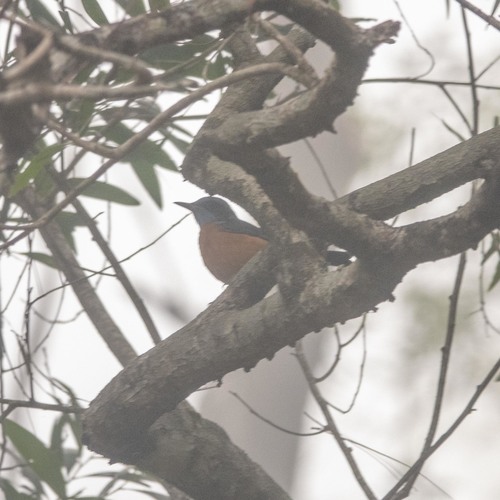 Blue-capped Rock Thrush (Monticola cinclorhyncha), photo 4