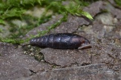 Clausilia rugosa parvula