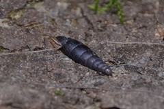 Clausilia rugosa parvula