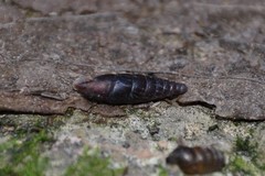 Clausilia rugosa parvula