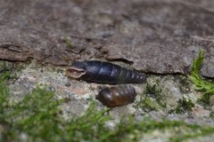 Clausilia rugosa parvula