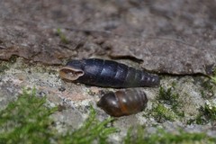 Clausilia rugosa parvula